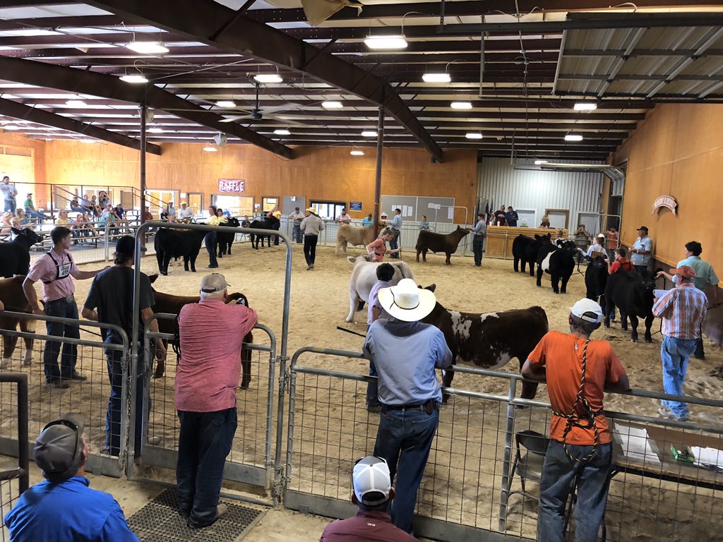 This weekend’s jackpot show had 179 steers and 137 heifers. #stockshowlife