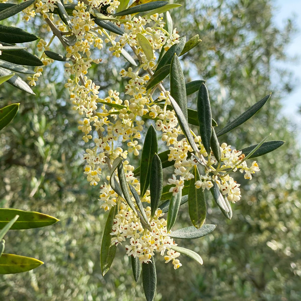 Is Life Olive Farm イズライフ オリーブ 早生オリーブ 品種マンザニロ の花が開花 花粉撒き散らしてます という事でしばらくはこの辺りから退避 オリーブ花粉症 オリーブ オリーブの花 イズライフ オリーブオイル オリーブ農家なのにオリーブ