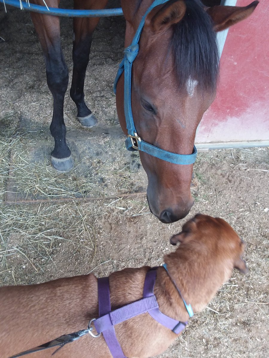 jone_loyd's tweet image. I work my ass off for this. #GoodScout #HorseRacing #Boxador