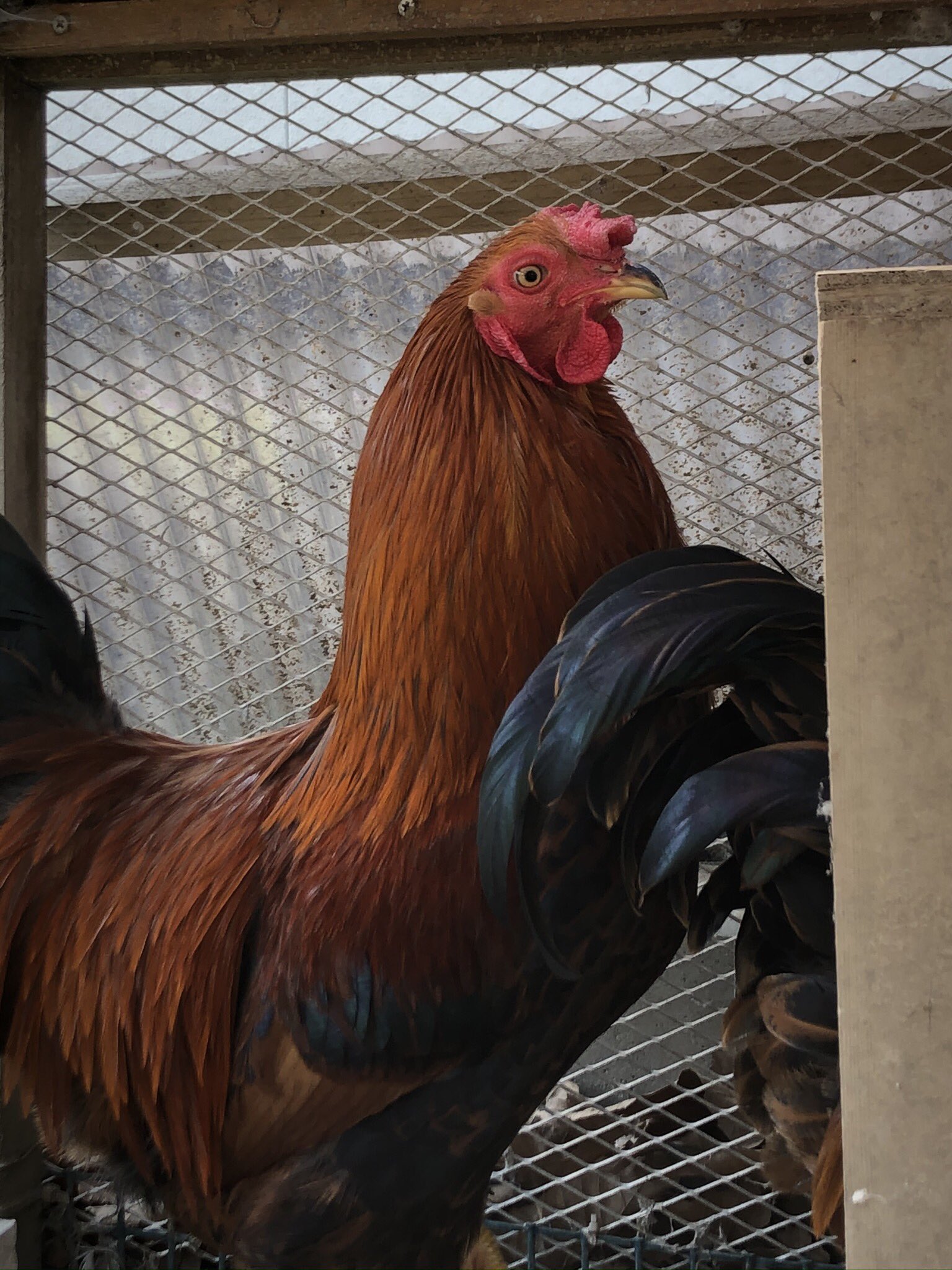 かふぅ 今朝 近所の方から 雄鶏の早朝の鳴き声が煩いとの苦情が入りました 雄鶏を飼っている方に質問です ぶっちゃけ どう対策をとられていますか ご指導をお願いします かふぅ 今朝 近所の方から 雄鶏の早朝の鳴き声が煩いとの苦情が入りました 雄鶏を飼っている方に質問です ぶっちゃけ どう対策をとられていますか ご指導をお願いします