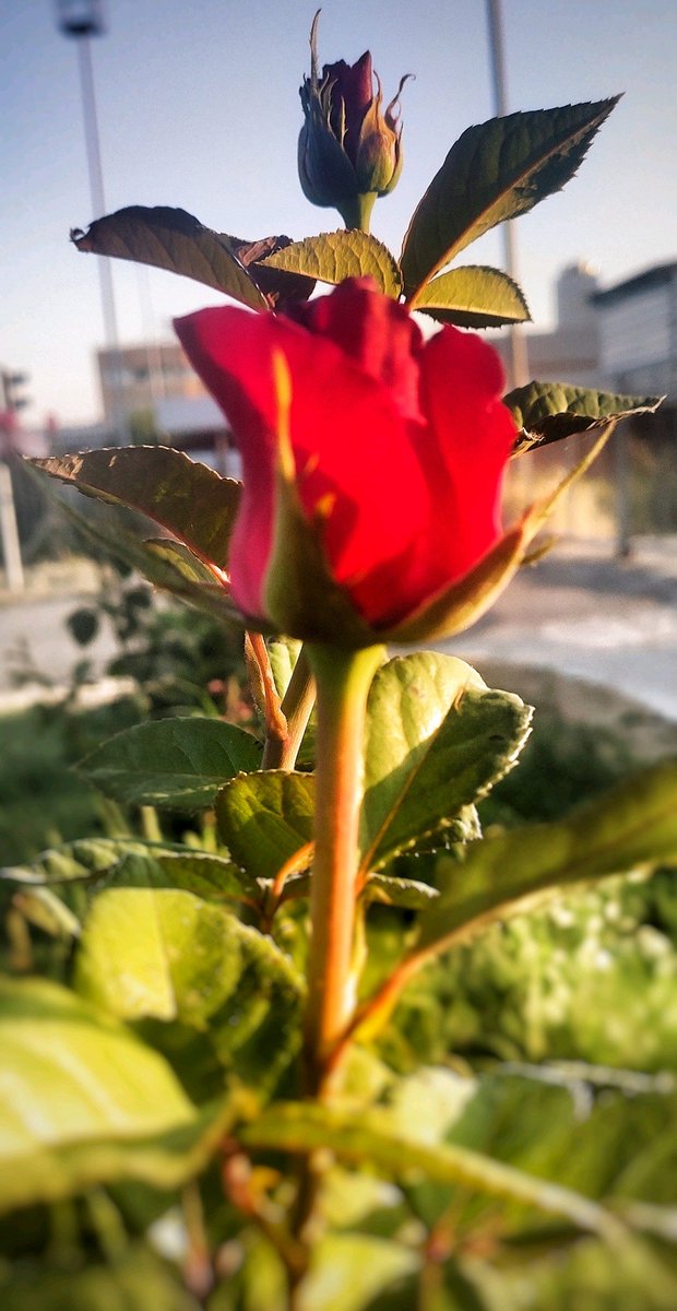 Hayırlı Geceler...