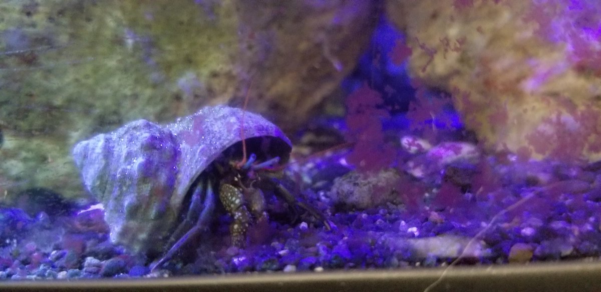 TheTzila's tweet photo. There really is a zombie in our home!!! We didn't think there were any crabs left in the tank,  but after months of not seeing any, this monster showed up. He's HUGE!!

#zshq #reeftank #aquarium #fishtank https://t.co/rUTqBuIKWi