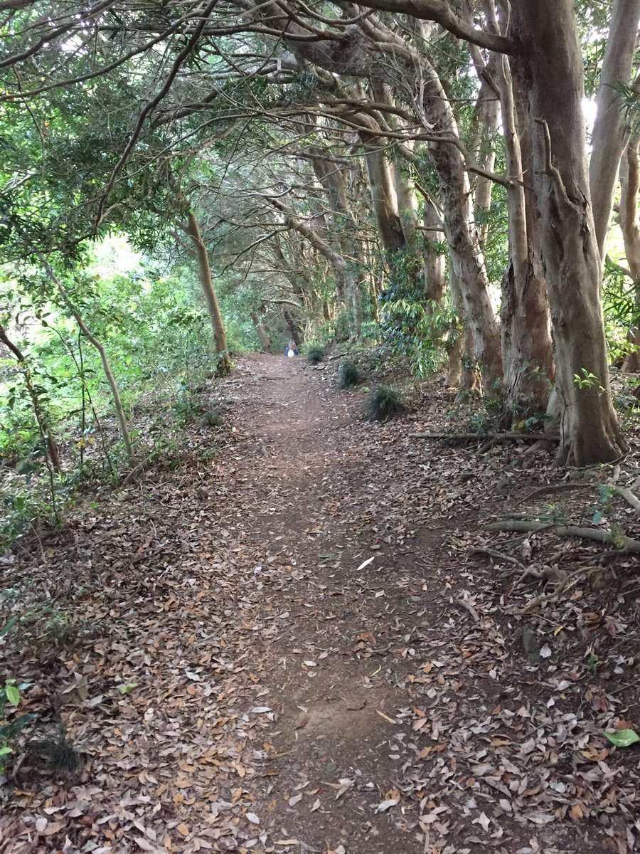chrisnbooks's tweet photo. Trail run this morning. Weather heating up. It was nice in the shade on the trail. #runninginjapan #fitat50 https://t.co/kmZvUMwFWm