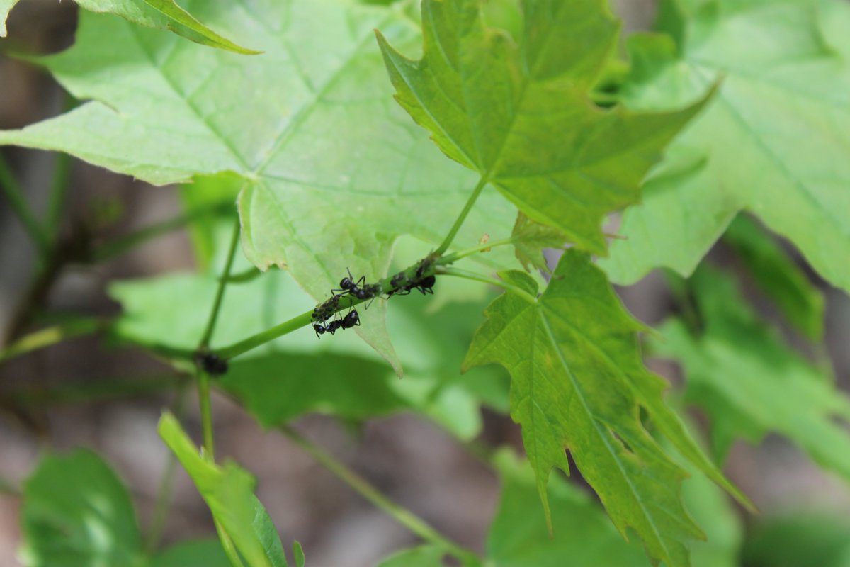 Augusto Santos Rampasso tweet media