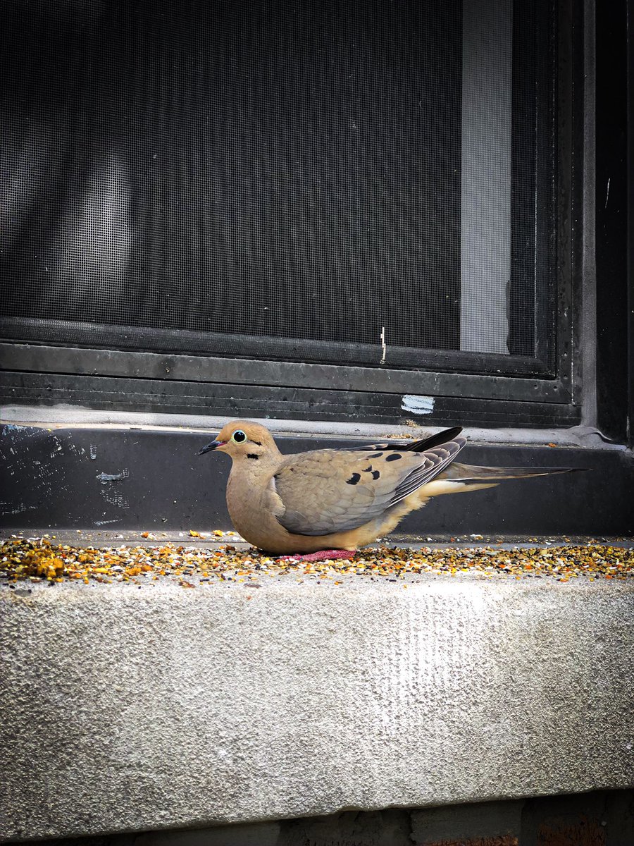 animals_nyc's tweet photo. Some local wildlife demonstrating good social distancing skills✨ https://t.co/wdymAW1n7a