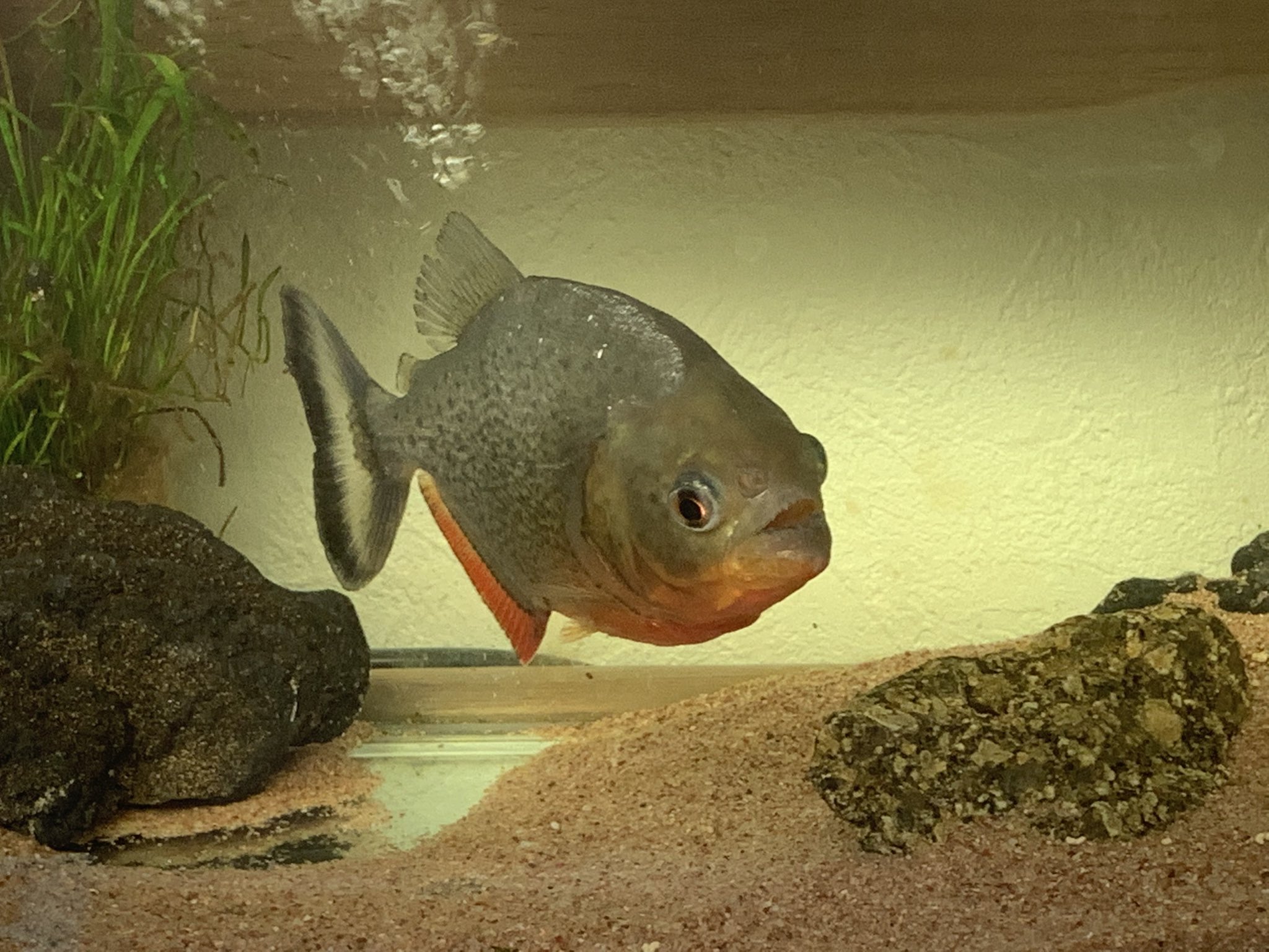 Hiroki コロナが収束するまで1日1種類ずつ飼育又は採集したことがある生き物を紹介する ピラニアナッテリー ピラニアと言えば怖いイメージがあると思いますが実は結構臆病で可愛い魚なんですよ T Co Natyfpigwo Twitter