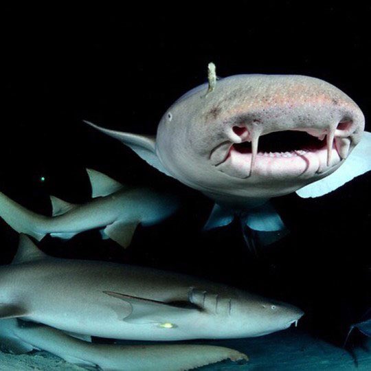 Sharon the shark tweet media
