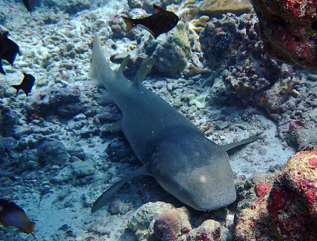 Sharon the shark tweet media