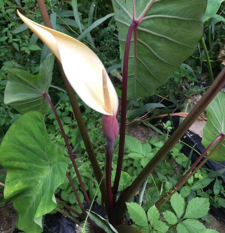@igagarashi サトイモの花ってどんなのかなって調べてみたんですが、文鳥とサトイモの花は似てる気もします。でも、文鳥のもちもち感は無かった．．． 