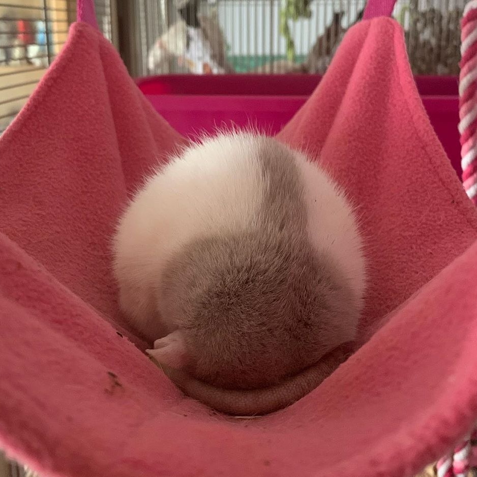 Weekends are for partying... OR for catching up on sleep. Always do what feels right to you 🐀💜
(IG: clickthatrat)