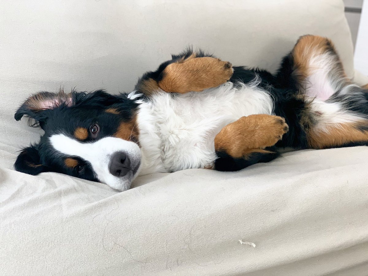 Romy バーニーズマウンテンドッグ 赤ちゃんみたい Baby Dog 犬 可愛すぎる かわいい Bernesemountaindog バーニーズマウンテンドッグ