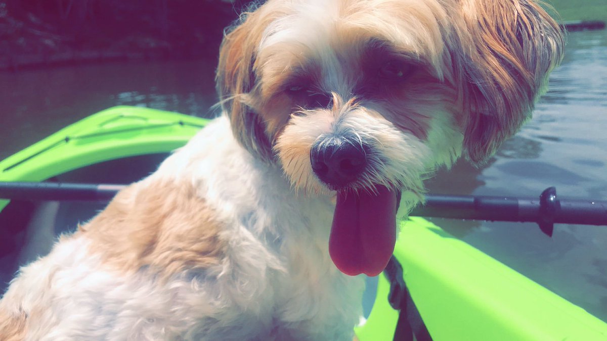 HaleyErin97's tweet photo. lake day for me &amp; Mr. B  💛🐶☀️ https://t.co/EOGbpzdWYa