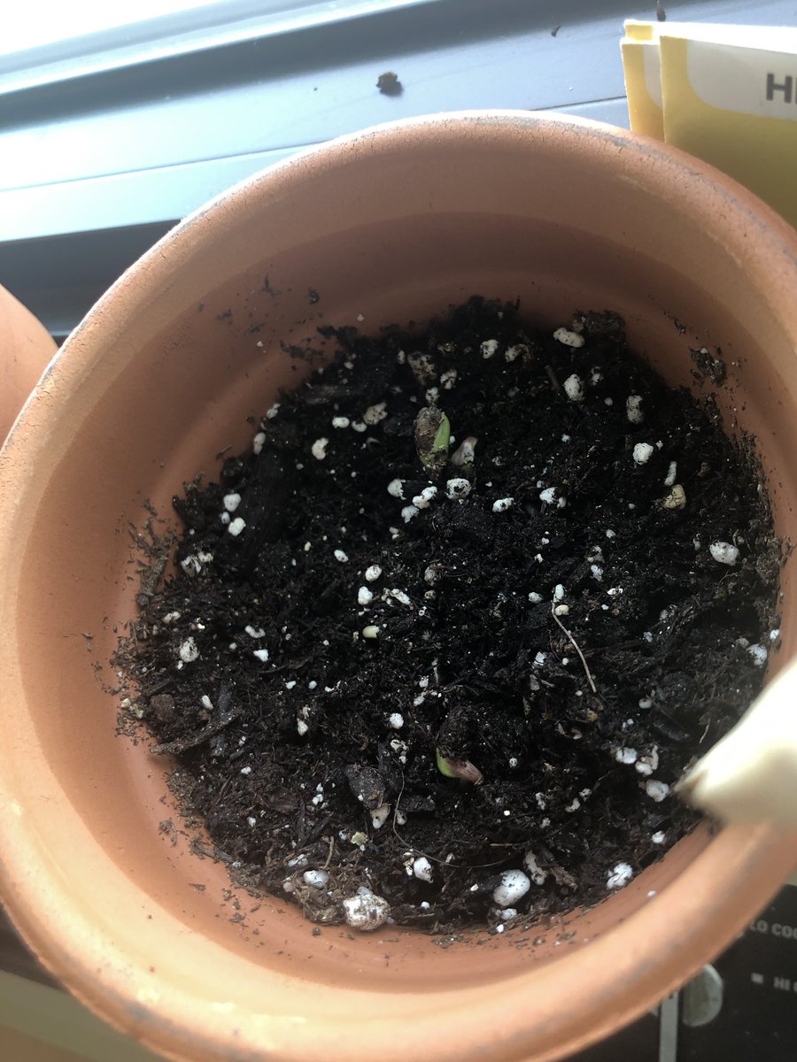 eh I’ll just save this thread and write it in my journal later. oh also I literally want to keep planting things. Like, it makes me so happy. I’m growing flowers right now and they’re starting to sprout!!!!