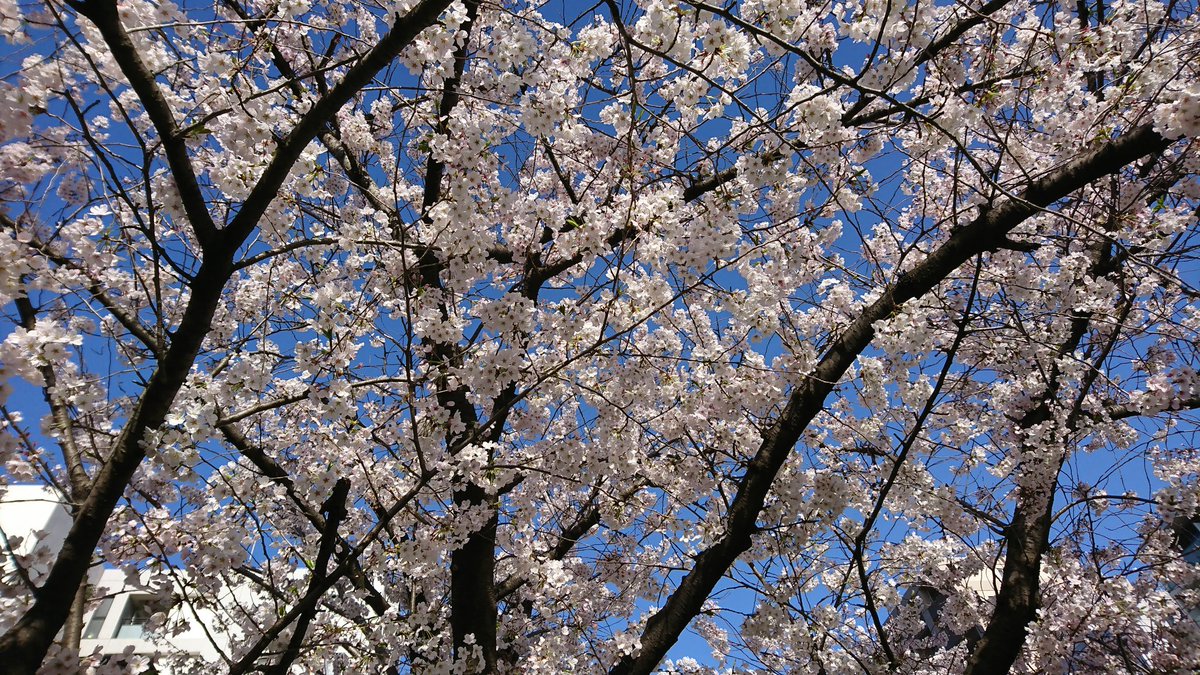 main_2626's tweet photo. #TLを花でいっぱいにしよう https://t.co/s9prboVrGy