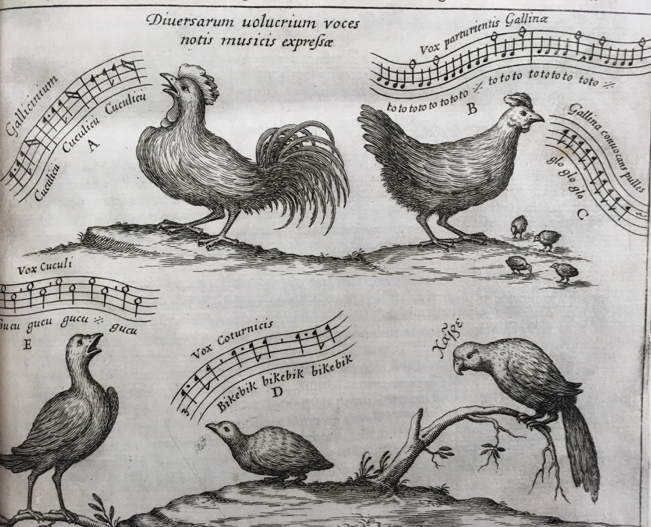 The parrot's articulacy also sets it apart from the musicality of other birds. Athanasius Kircher, scoring the voices of birds in his Musurgia universalis of 1650, struggled with the psittacine. It is not possible to represent the parrot onomatopoetically.