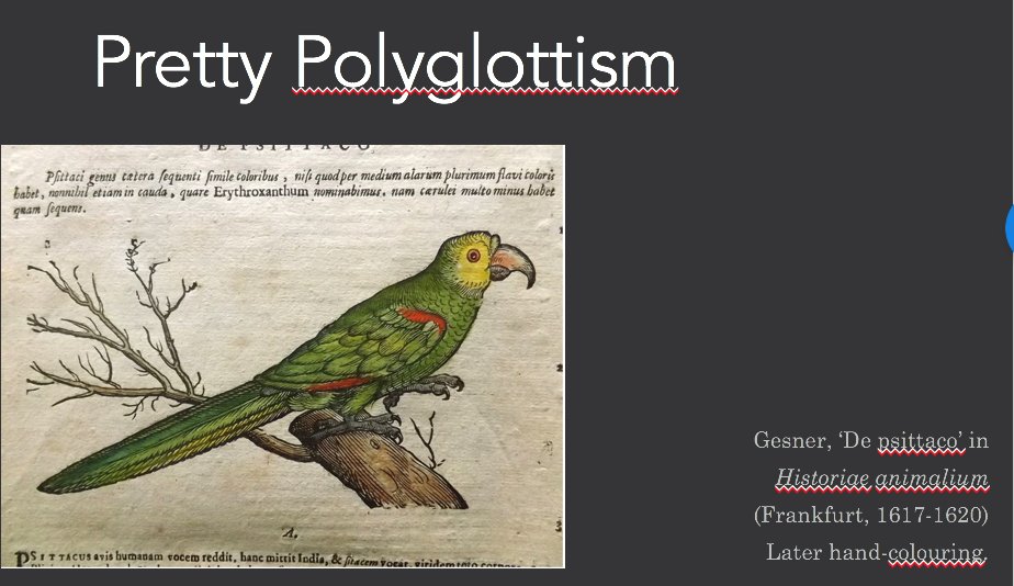 Today, at the  #LockdownBestiary, P is for PARROT. This gives this zookeeper an opportunity to revisit interests in parrot language, multilingualism, and the pleasures of nonsense. Or, as I like to call it: