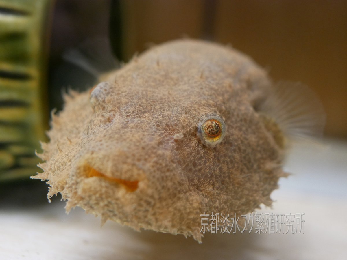 O Xrhsths 京都淡水フグ繁殖研究所 Sto Twitter バイレイの飼育方法 過剰濾過 濾過にサンゴ砂 水換えをバンバンやる 1週間に1 4x2 餌にビタミン添加 拒食対策 こんな感じです 餌はデュビア ミミズ 冷凍エビ 繁殖させた小魚 あとテトラオドン O Xrhsths 京都淡水フグ繁殖研究所 Sto Twitter バイレイの飼育方法 過剰濾過 濾過にサンゴ砂 水換えをバンバンやる 1週間に1 4x2 餌にビタミン添加 拒食対策 こんな感じです 餌はデュビア ミミズ 冷凍エビ 繁殖させた小魚 あとテトラオドン