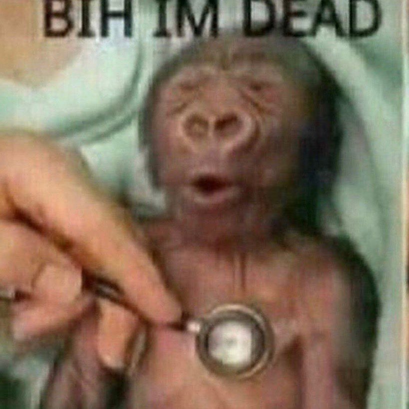 reactions on X: "monkey stethoscope bih I'm dead https://t.co/7iV0Yzy16m" / X