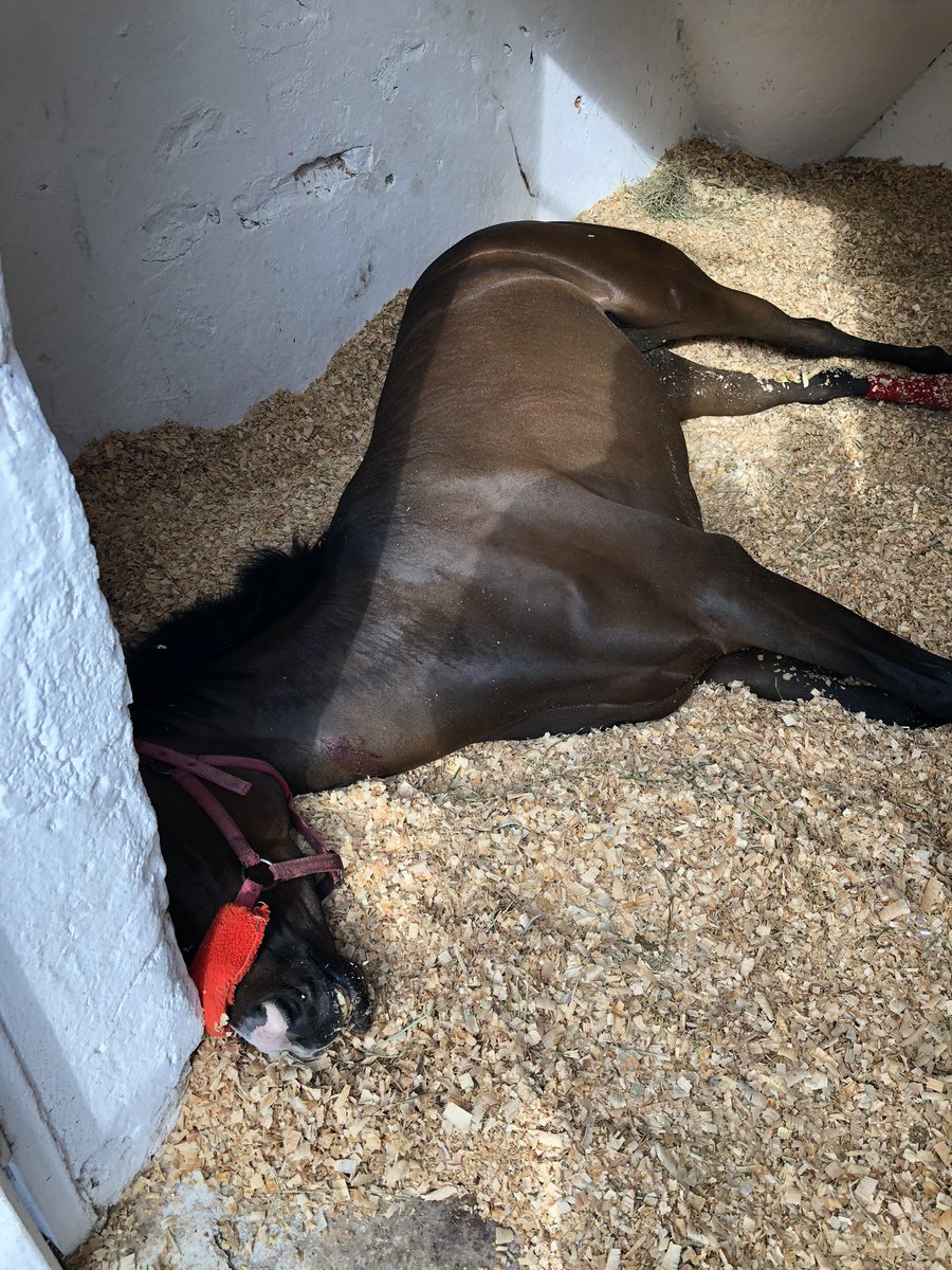 BAKAN bey atlar ölmesin dedik anlamadın bu ölen atların vebali boynuna  <a href="/bekirpakdemirli/">Dr. Bekir Pakdemirli</a>  sorumlusu sizsiniz .Atımız ULTİMA FORSAN bu sabah  melek olmuştur..