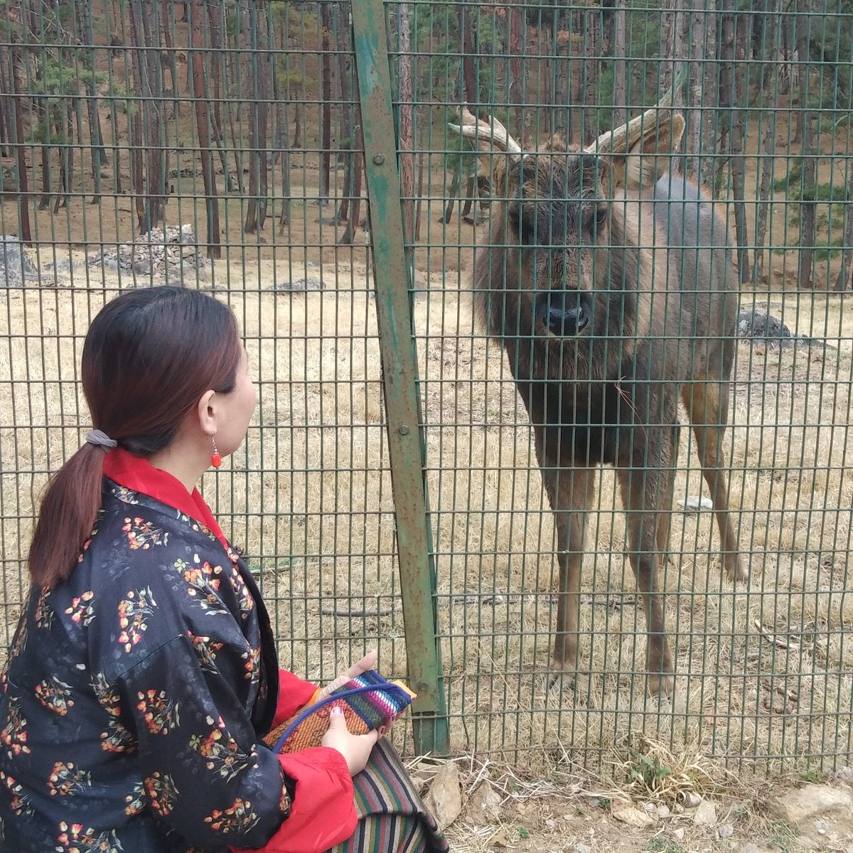 QuickJune2017's tweet image. # Bhutan National Animal (Takin)at Royal Takin Preserve Zoo,Thimphu.