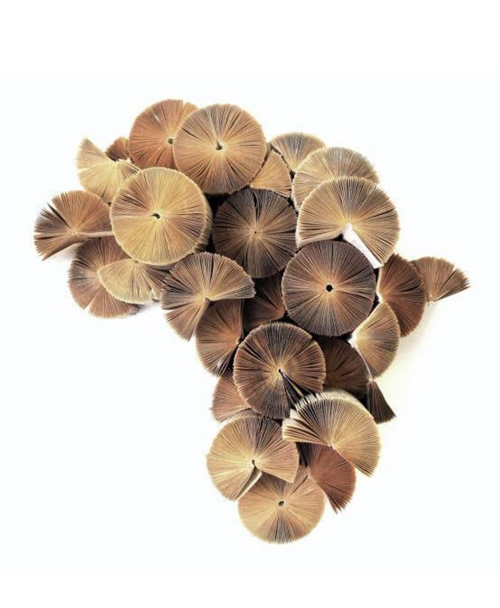 sylvesterchauke's tweet photo. You can no longer see or identify yourself solely as a member of a tribe, but as a citizen of a continent of one people working towards the emancipation of our glorious continent reclaiming its place in the world.  #AfricaDay ❤️✊🏾 https://t.co/rujef5Y4jJ