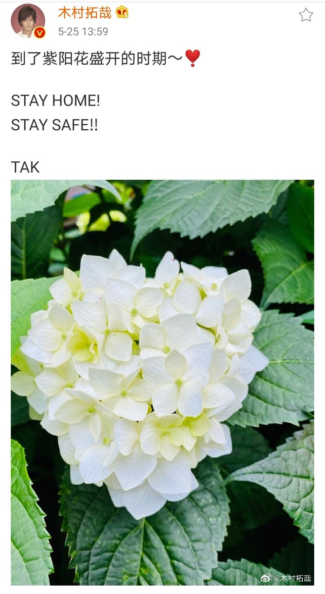 恍惚的猫 C C Na Twitteru 到了紫阳花盛开的时期 Stay Home Stay Safe Tak 木村拓哉 绣球拉丁学名hydrangea Macrophylla Thunb Ser 别称八仙花 粉团花 草绣球 紫绣球 紫阳花去年5月23日也发了weibo T Co Wtqux0hake