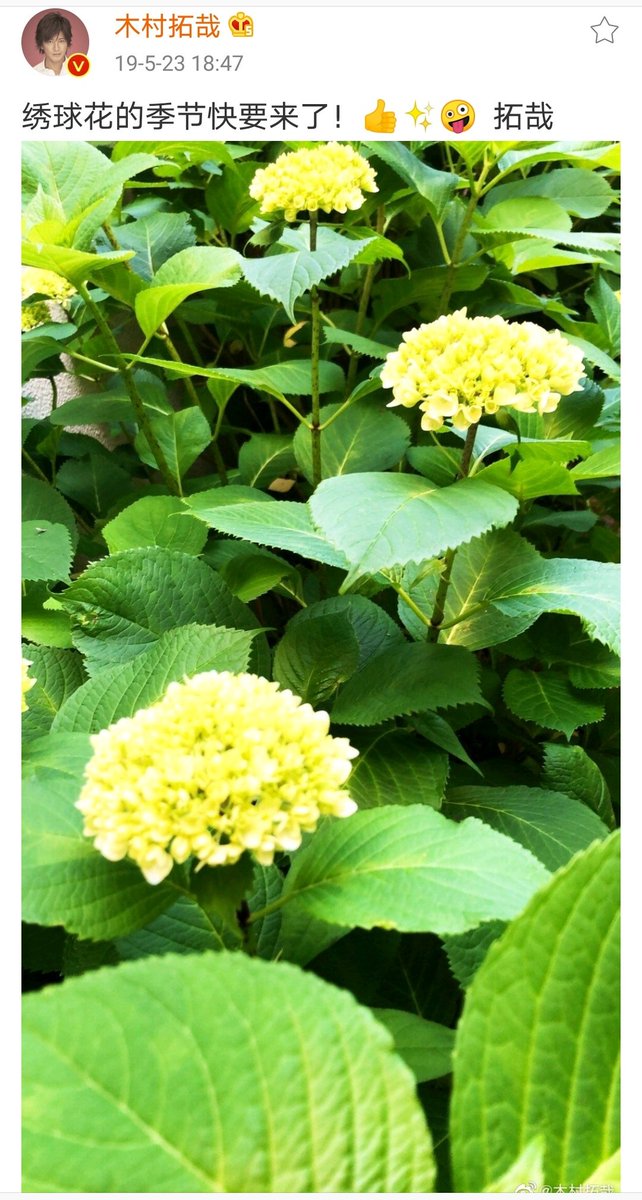 恍惚的猫 C C Na Twitteru 到了紫阳花盛开的时期 Stay Home Stay Safe Tak 木村拓哉 绣球拉丁学名hydrangea Macrophylla Thunb Ser 别称八仙花 粉团花 草绣球 紫绣球 紫阳花去年5月23日也发了weibo T Co Wtqux0hake