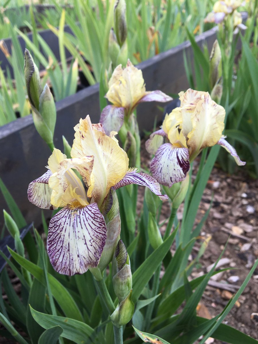 IrisCollector's tweet photo. Seedlings https://t.co/8gcQyerUdl