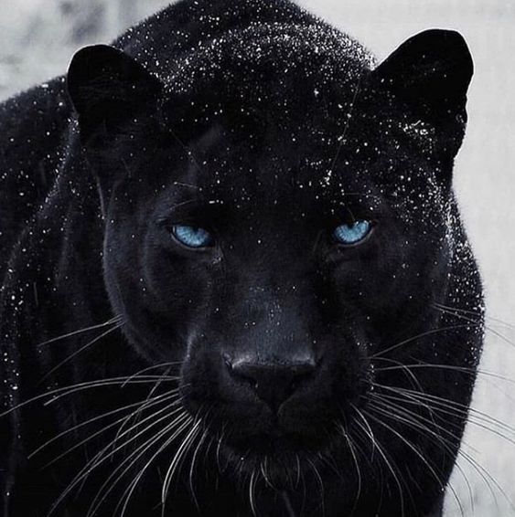 RavennaTran's tweet photo. You are a private investigator/detective. What is your outfit, weapon, and vehicle? Retweet with the answer.
Important detail: The cat also talks. We are best friends. https://t.co/vbgAdhWv6j