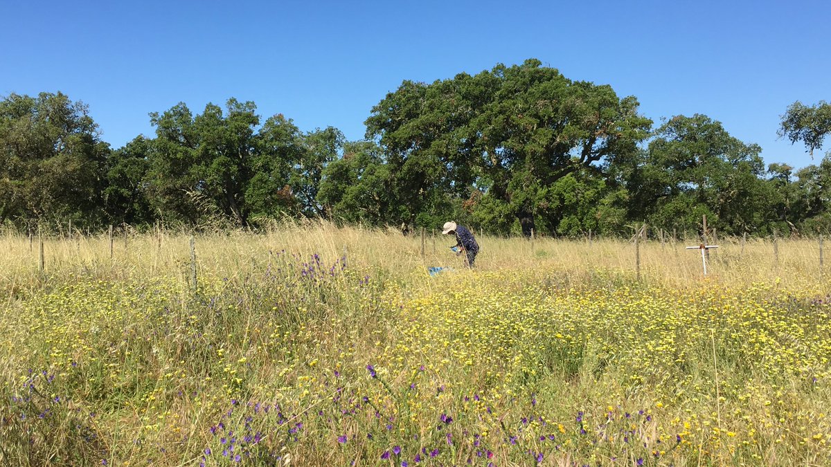 MariaCCaldeira's tweet image. 9 years of Portuguese #Nutnet sampling