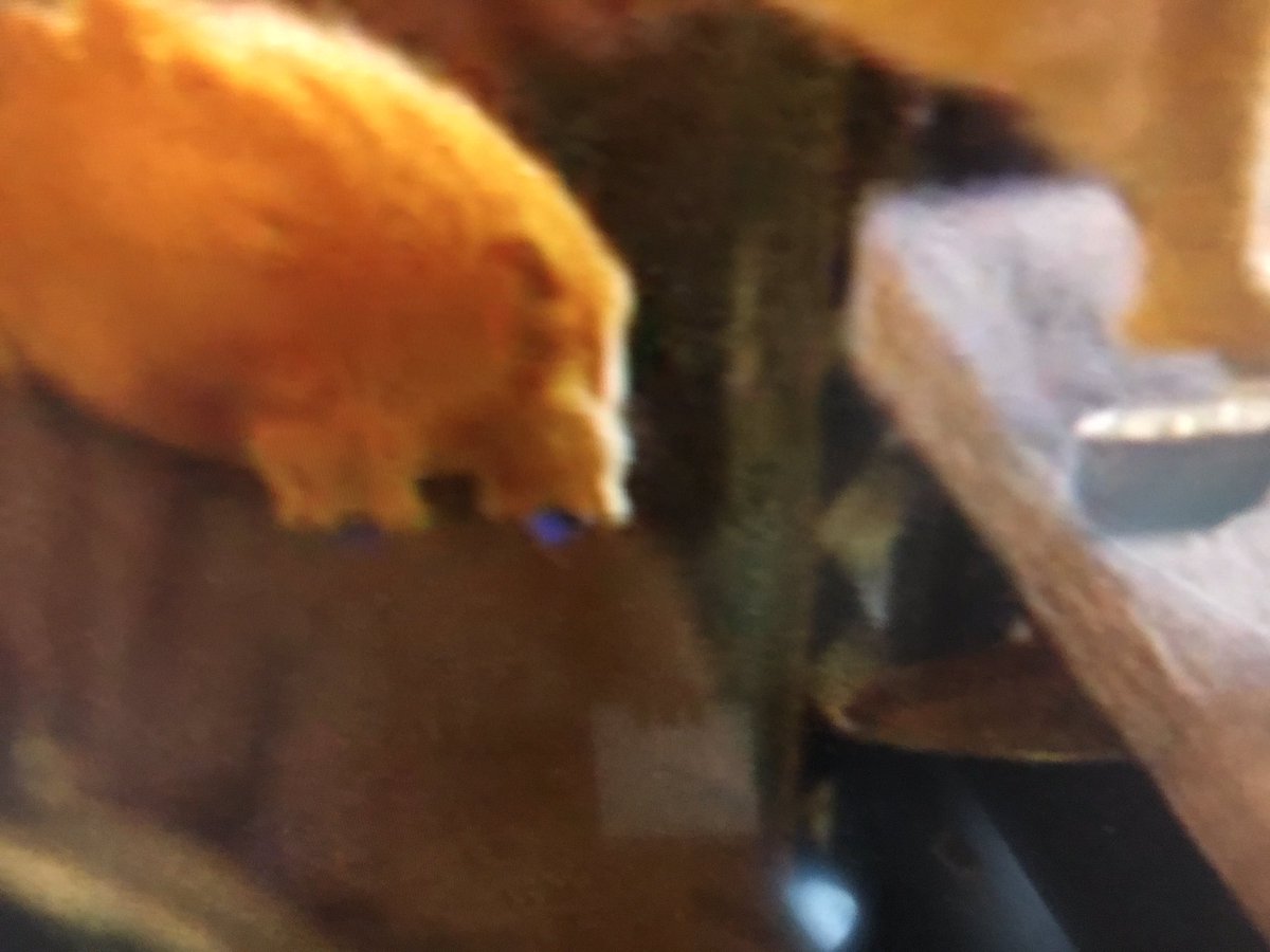 バチュル可愛い Twitter Search Twitter