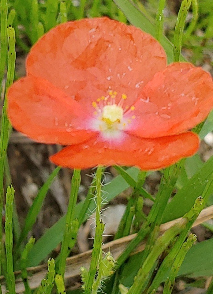 천우미디어그룹 여왕벌과장미군단-당신은 내 편이야(작사정미숙,작곡 송결,가수윤채)스타작사클럽 youtu.be/DpzQYxIWxok 출처 <a href="/YouTube/">YouTube</a>