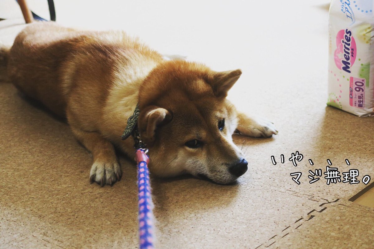 しょんぼり顔 変な寝方 ストーブ前を占領などなど 何をしても尊い柴犬様が集まった 柴犬を崇めよ 年5月版 Togetter