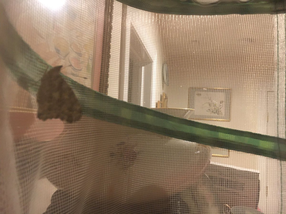 Went to a bbq and came back to 3 chrysalis and 2 butterflies!  Trying to catch one now on a time lapse video. Wish me luck!
@CZawatson @DrR60566497 @Lau7210 @WestSchoolLBNY @MrsZimLB @evedaza91 @24Kath @DLevitt11 @MRSSGRAHAM2 @natasha_nurse @DassKelsey @ChelseyDirocco #LBLeads