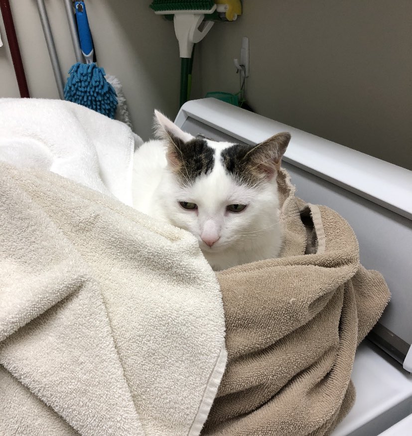 Cold kitties like warm towels