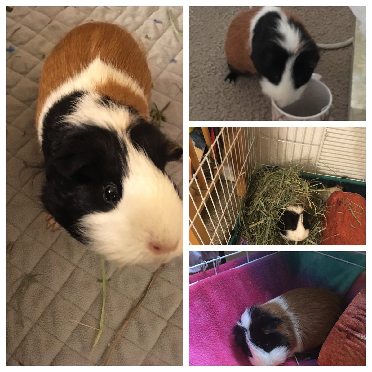 This weekend marks them a year that our mom had to make the decision to let her first guinea pig, and my first piggy friend Phoenix go to the Rainbow Bridge. Mom misses her a lot but I am doing my best to help her.  Fly high beautiful Phoenix! #guineapig #