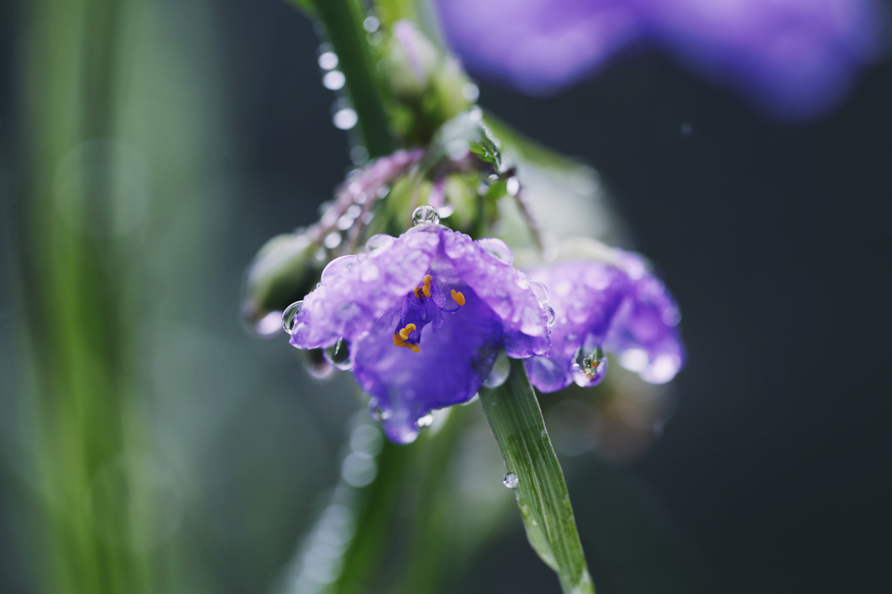 تويتر Neo Himeism على تويتر 紫露草 ムラサキツユクサ 花言葉は ひとときの幸せ 尊敬しているが恋愛ではない など T Co Pfufv1wnjr