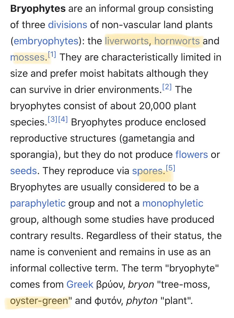 bryophytes - oyster green plantsSP-ores