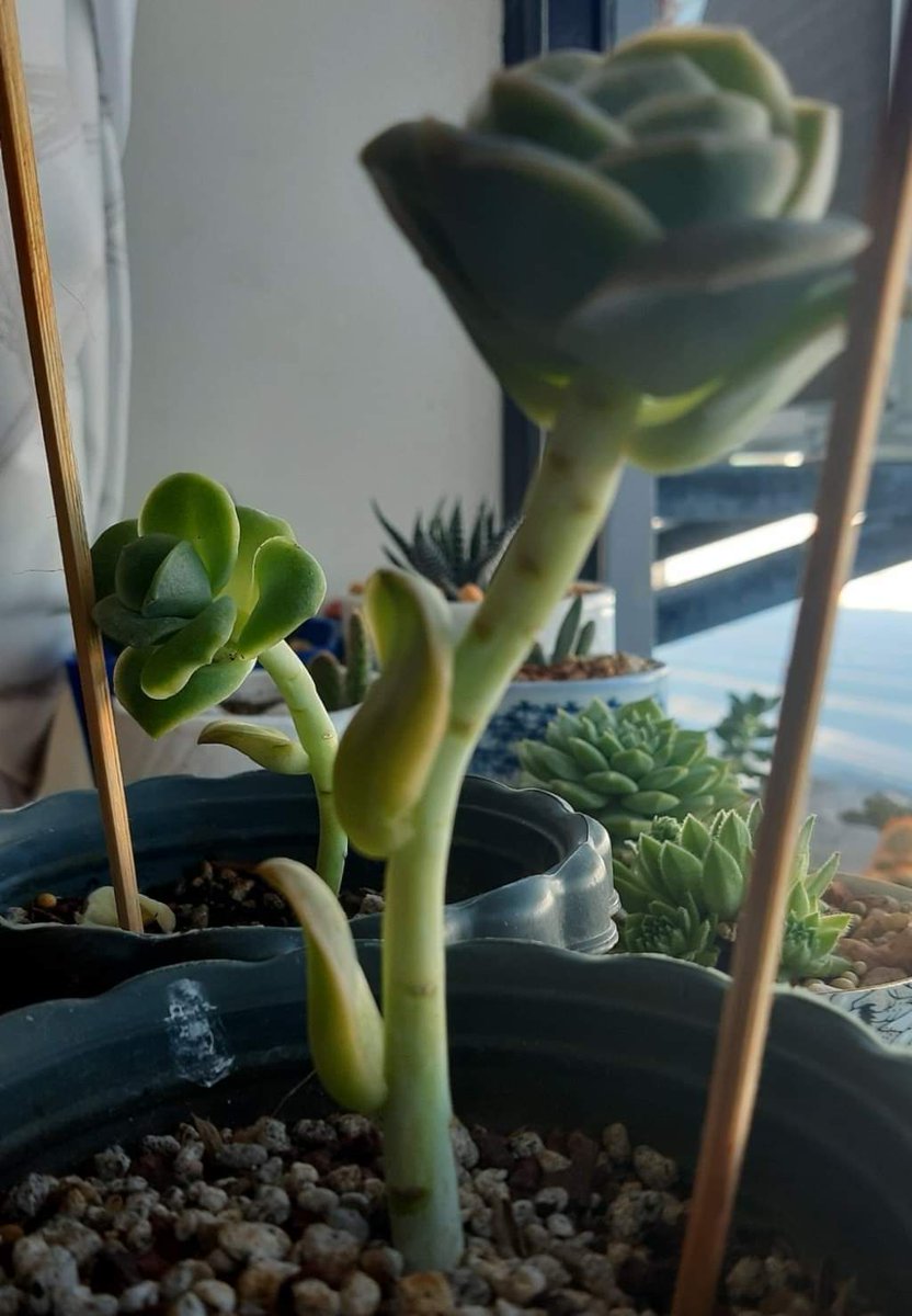 🥰