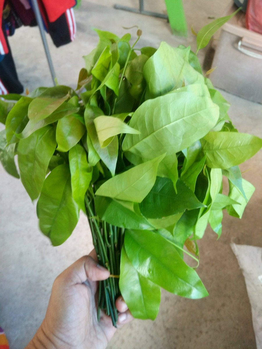 palit_tee_rak's tweet photo. สะตอข้าวมาใหม่ของเช้านี้สวยสด เม็ดถี่เม็ดแน่นค่ะ  วันนี้มีใบเหลียงสดๆ กำใหญ่ๆ มาด้วย  พร้อมส่งนะคะ. DM ได้ตลอดเวลา  #เป๊กผลิตโชค  #peckpalitchoke #ตลาดนุช
#นุชช่วยนุชพ้นวิกฤติ
#นุชช่วยนุช #ตลาดนัดออนไลน์ https://t.co/knfD51mTFl