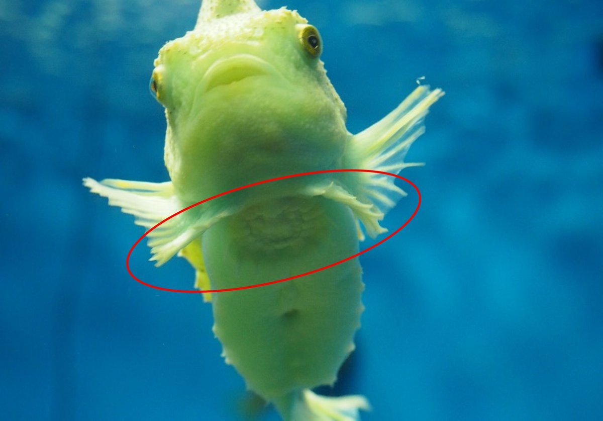 葛西臨海水族園 公式 どちらも吸盤を持つ魚ですが ロックサッカーはウバウオの仲間 ランプサッカーはダンゴウオの仲間で それぞれ違う種類なのです ロックサッカー T Co Ubyjwv1de2 ランプサッカー T Co Ufdia3lovf