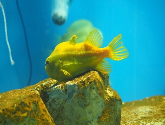 葛西臨海水族園 公式 どちらも吸盤を持つ魚ですが ロックサッカーはウバウオの仲間 ランプサッカーはダンゴウオの仲間で それぞれ違う種類なのです ロックサッカー T Co Ubyjwv1de2 ランプサッカー T Co Ufdia3lovf