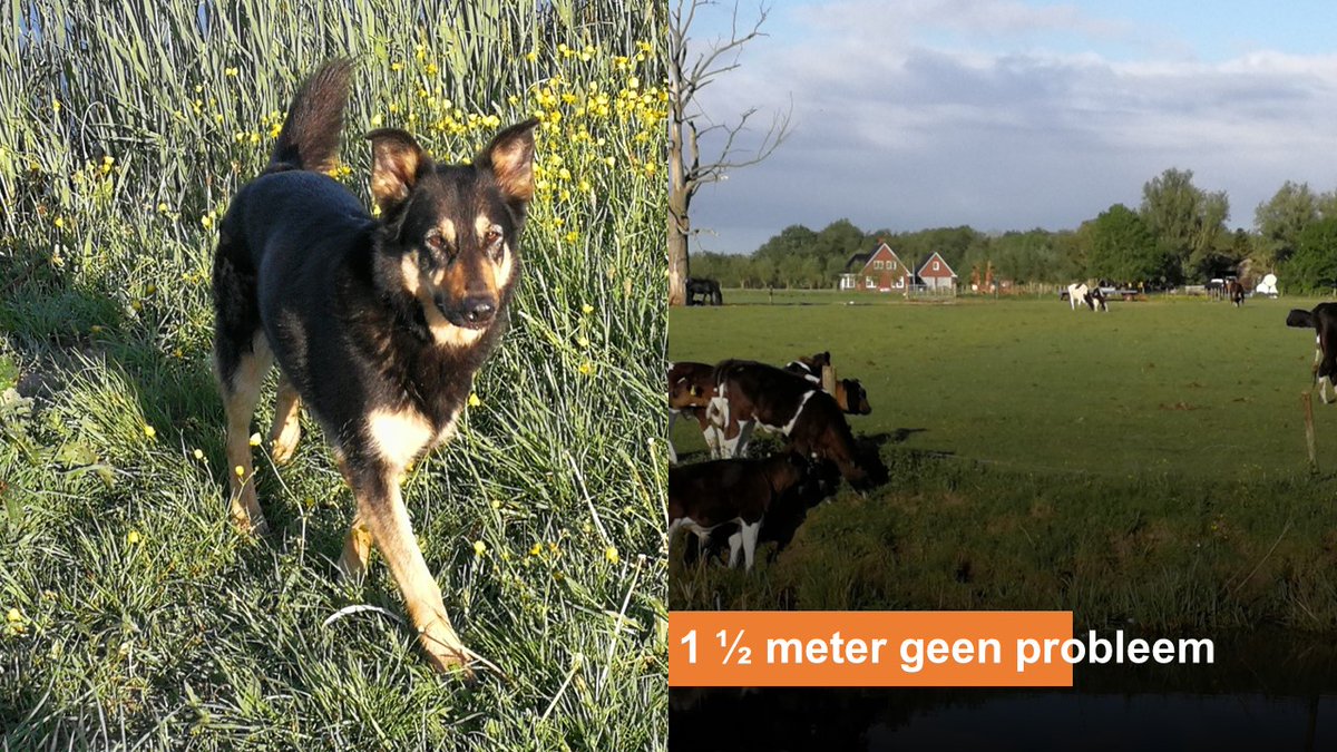 criseswilliam's tweet photo. *Tip van de dag*: 'Uit de lockdown? Bouw samenzijn met huisdier geleidelijk af'

https://t.co/ucMrtK11MY https://t.co/FyYOLpvnNH