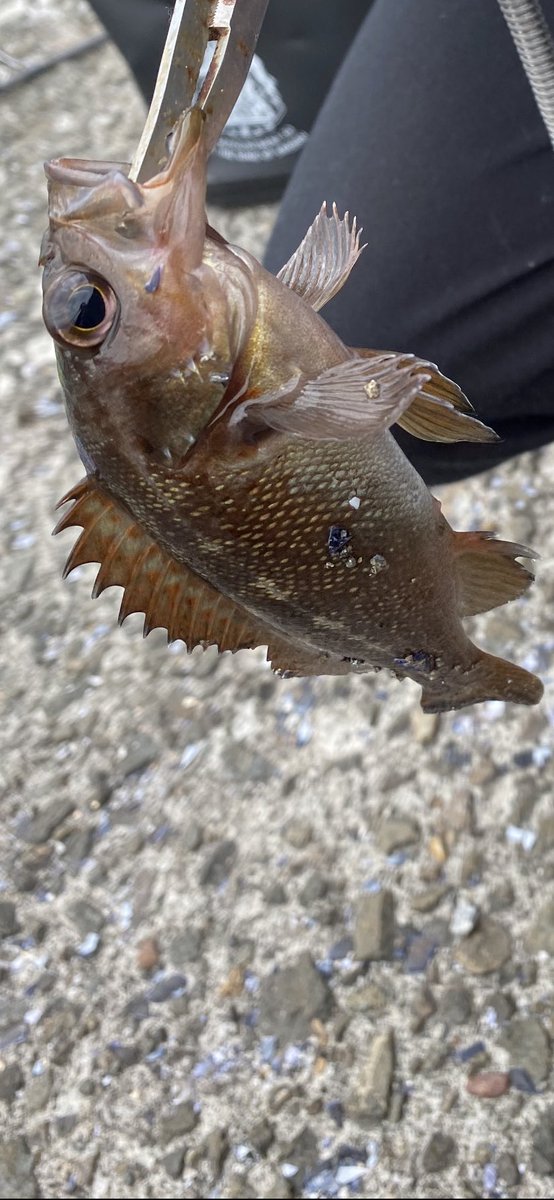 Kana 釣り初心者 昨日は小樽でサビキ釣り をやらせてもらいました アミピュアという餌をカゴに入れて投入 いっぱいこぼした ガヤという魚がたくさん釣れました まずは小さい魚から慣れてくぞ まだ触れない