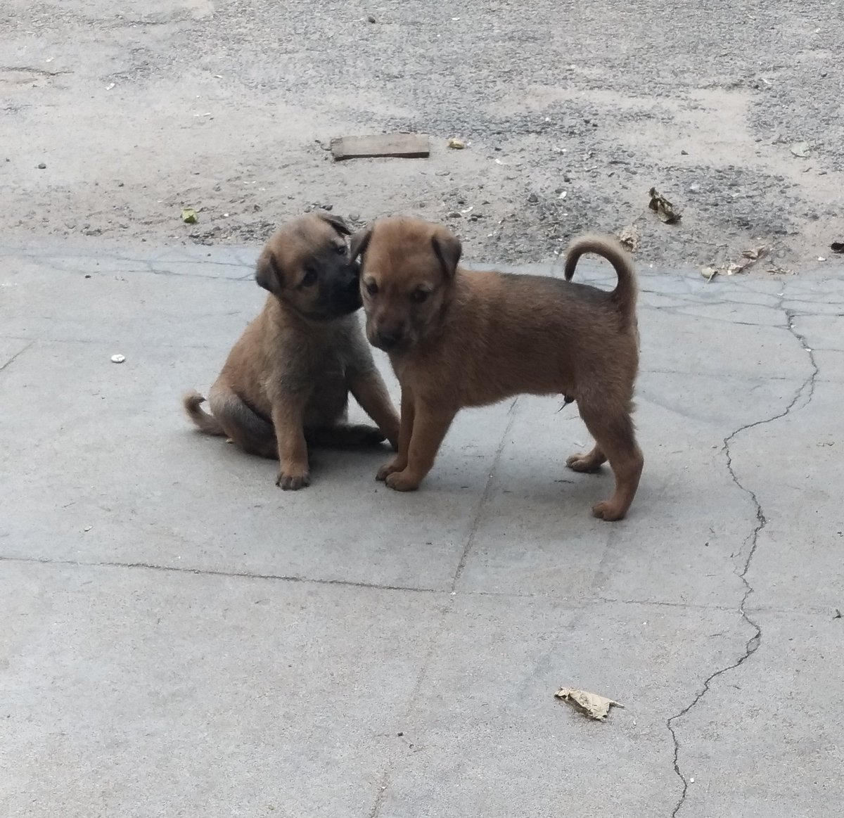 flowybones's tweet image. Stray pups&amp;gt;&amp;gt;