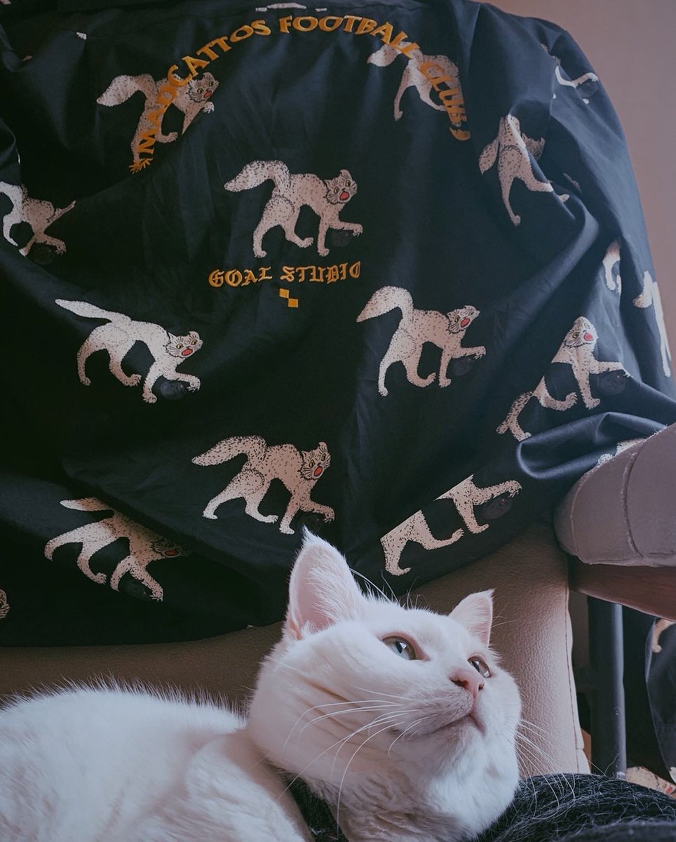 Ibuki Yoshida 吉田伊吹 アンバサダーやらせてもらってる Goaljp Official のアパレルブランド Goalstudio の新作がめっちゃ良い T Co Hdyjbxcn5u 春夏シーズンの服探してる人はチェックしてみて下さい あ 画像タップでうちの可愛い猫が出