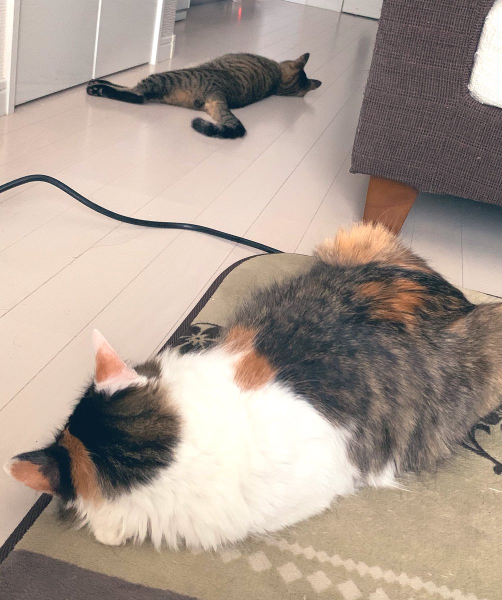 okazu_neko's tweet photo. 家の中には、よく猫が落ちてます。
#猫のいる暮らし #可愛い #癒し
#みけねこ #キジトラ #保護猫 https://t.co/Z30ojziYW6