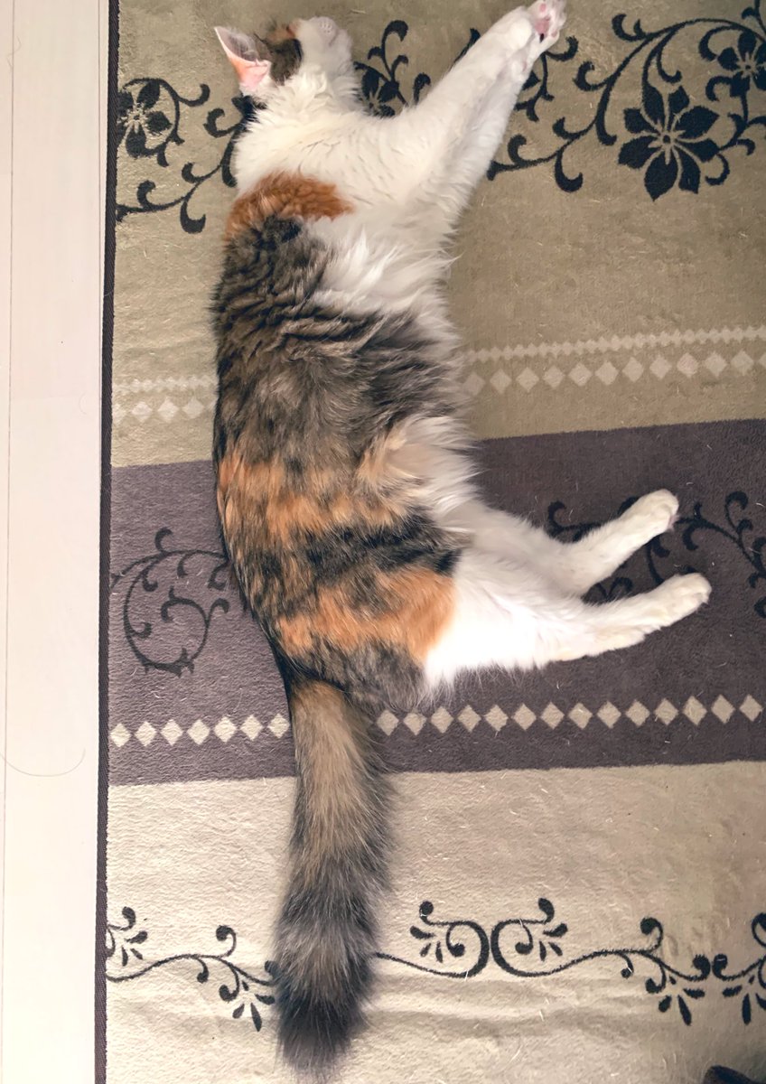 okazu_neko's tweet photo. 家の中には、よく猫が落ちてます。
#猫のいる暮らし #可愛い #癒し
#みけねこ #キジトラ #保護猫 https://t.co/Z30ojziYW6