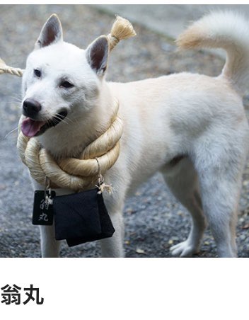 夏 大江戸グレートジャーニー に登場する代参犬 陳情令 の仙子 を連想してしまったw 江戸時代の日本に転生して少し痩せた 違 T Co Jp4zmrultu Twitter