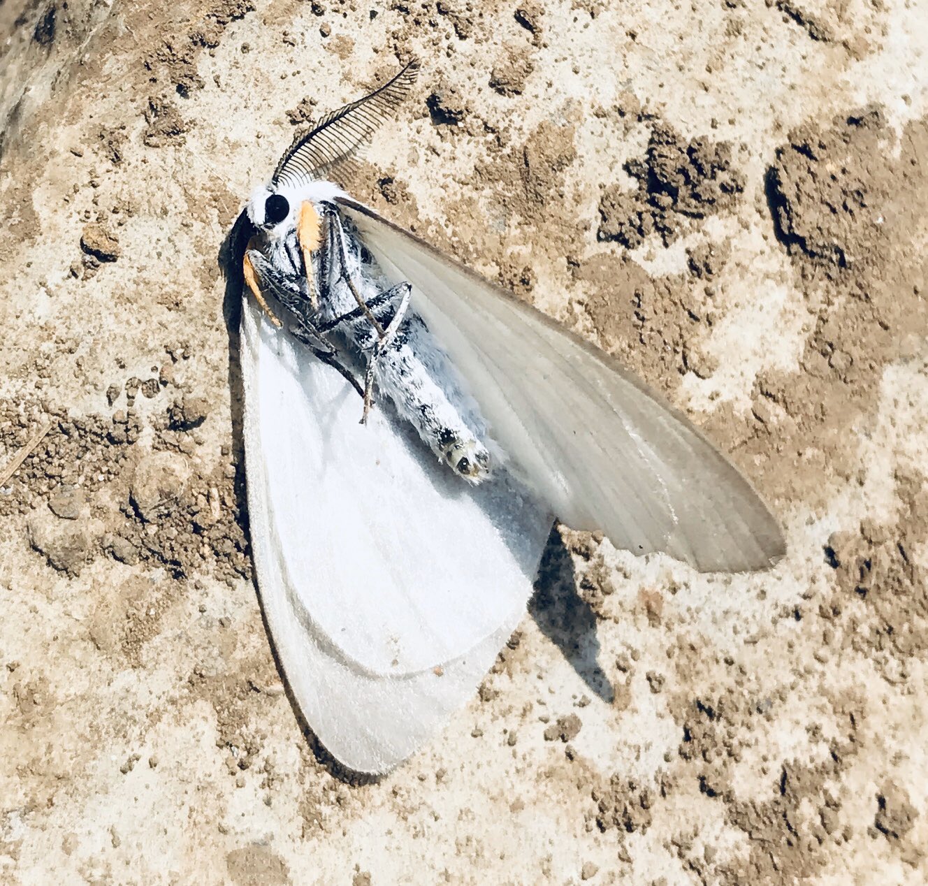 おこもりの達人 ぽぽろの電子折帖 いよいよ虫の季節が到来 虫網を持った子ども達をよく見かけるようになった 春に出てきた子達はまだみんな小さい 今日は朝の散歩中に メチャクチャかっこいいロックンロールみたいな白い蛾 てんとう虫の赤ちゃん